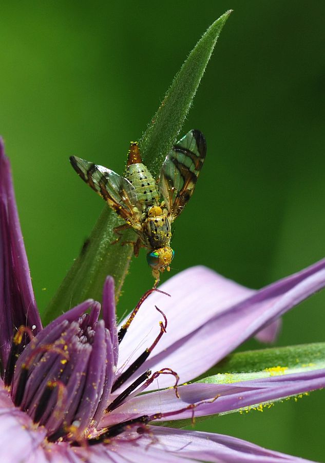 Orellia falcata  (Tephritidae)